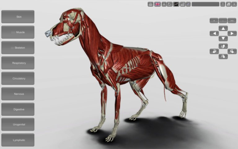 3d Dog Anatomy - Biosphera