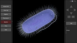 3D Virtual Cell - Biosphera