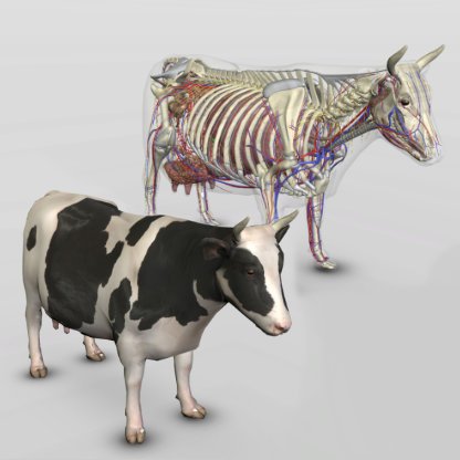 3d bovine anatomy software