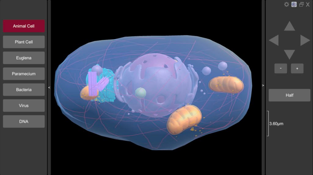 paramecium cell 3d