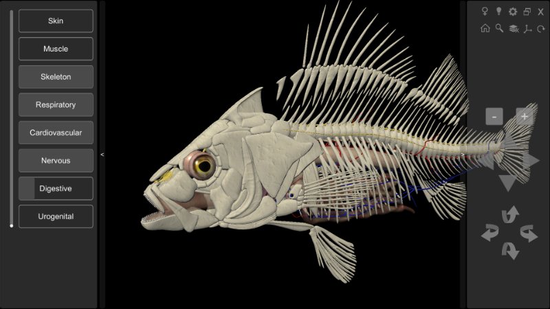 3d fish anatomy