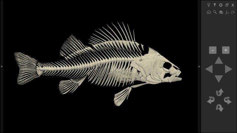 3d fish skeleton anatomy