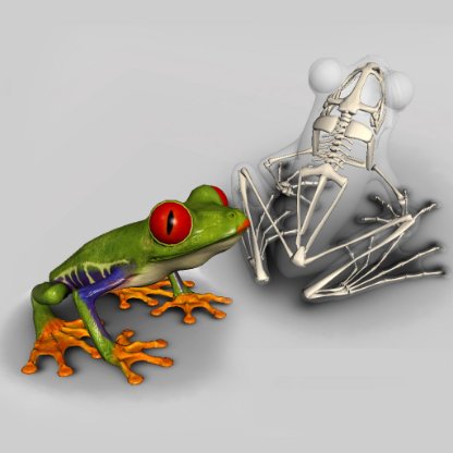 frog skeleton software