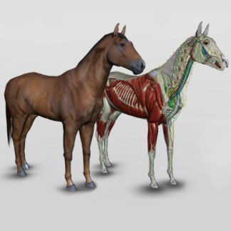 3d horse anatomy software
