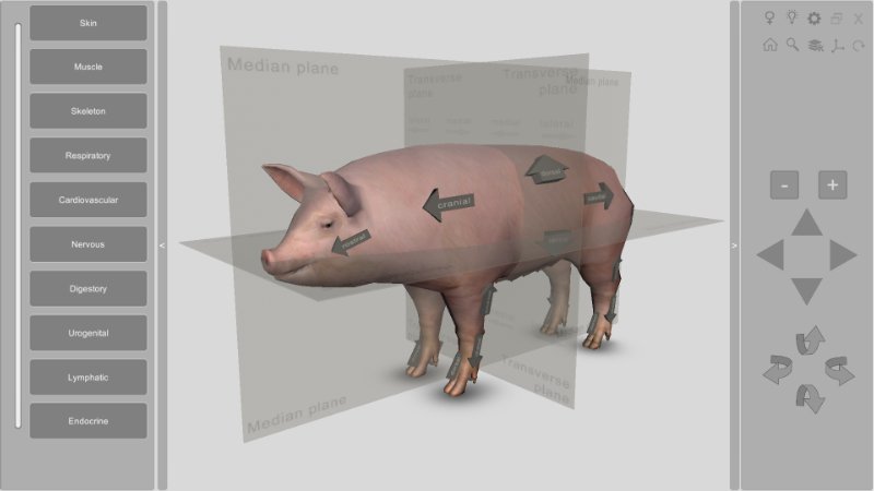 3d pig anatomy software