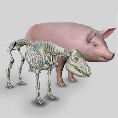 pig anatomy software