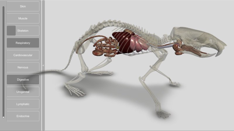 3d rat anatomy digestive tract
