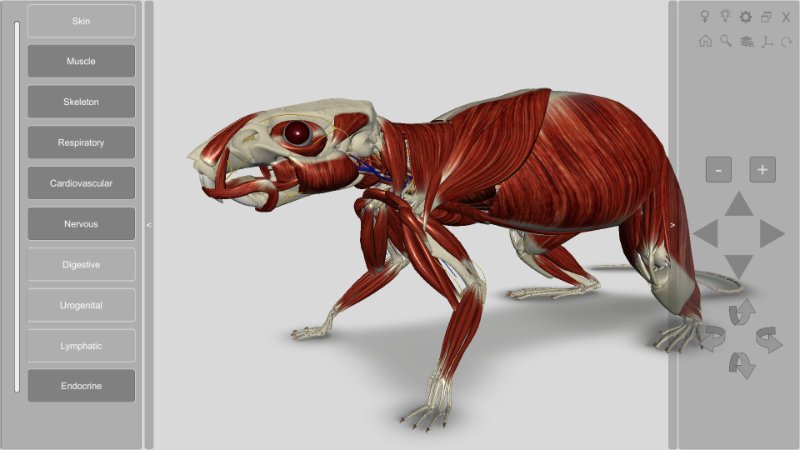 3d rat anatomy musculature