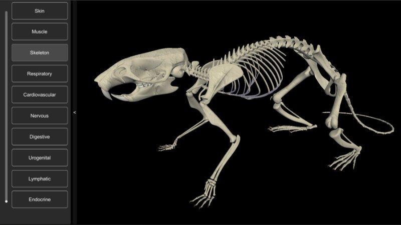 3d rat anatomy software - skeleton