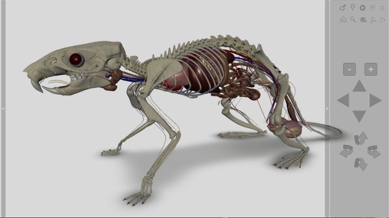 3d rat anatomy software