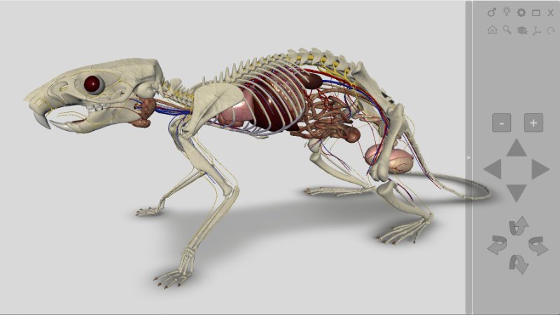 3d rat anatomy internal systems