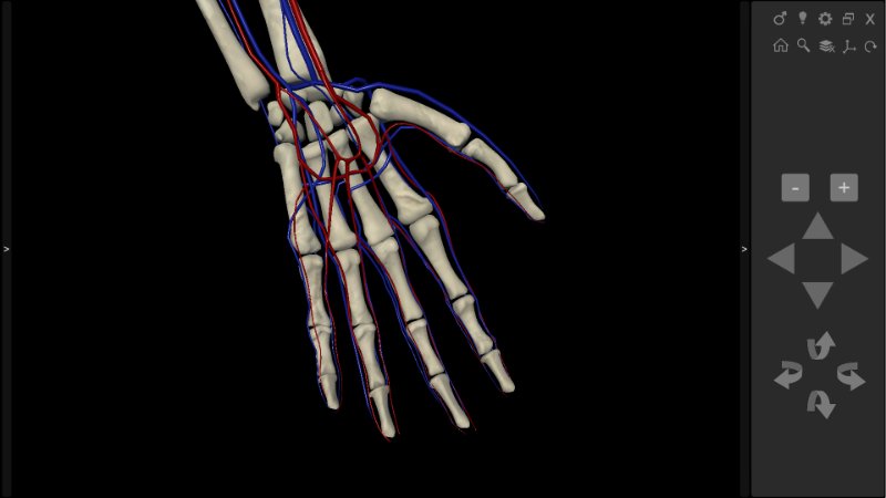 3D Human Anatomy - hand