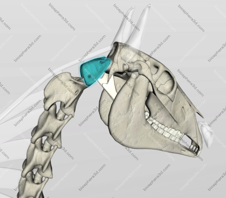 Image gallery 3D Horse Anatomy software Biosphera