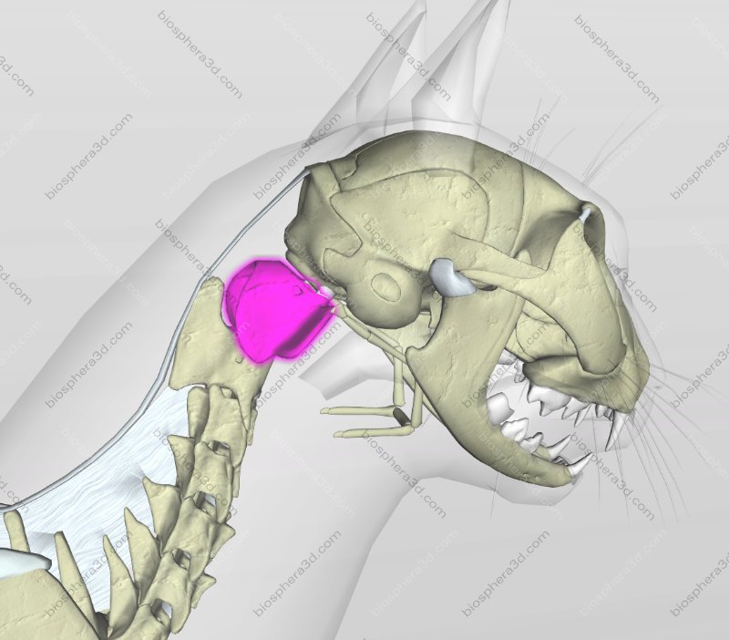 Image gallery: 3D Cat Anatomy software - Biosphera