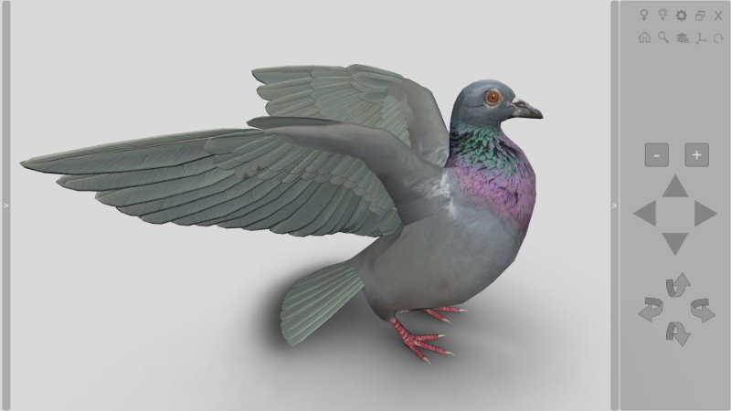 3D bird anatomy software