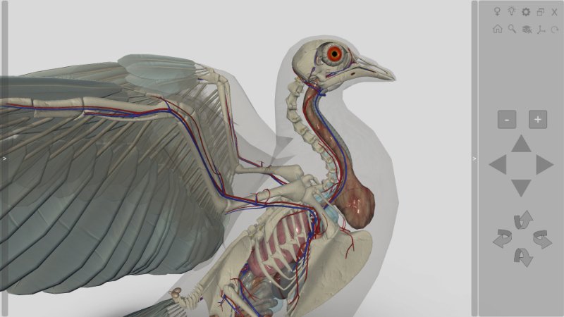 bird anatomy 3D