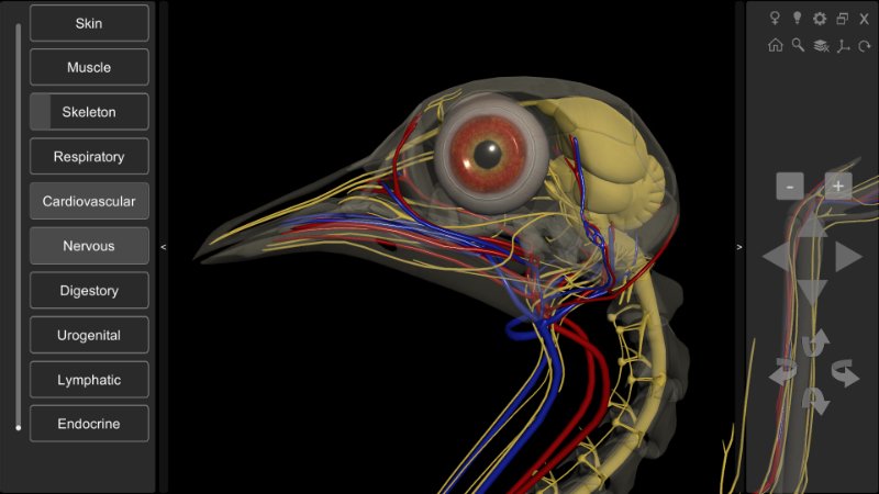 pigeon head anatomy
