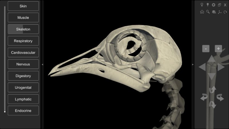 pigeon skull 3D