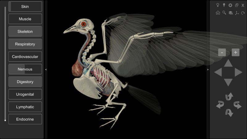 pigeon anatomy