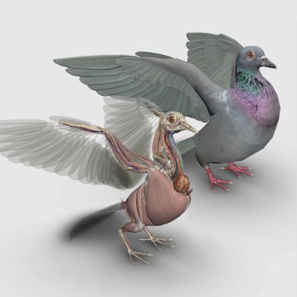 3d bird anatomy software