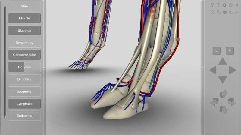 cow-hoof-anatomy