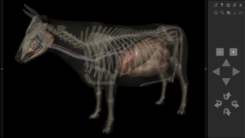 cow anatomy