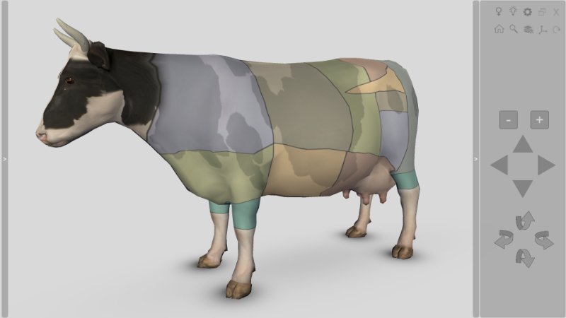 bovine anatomy