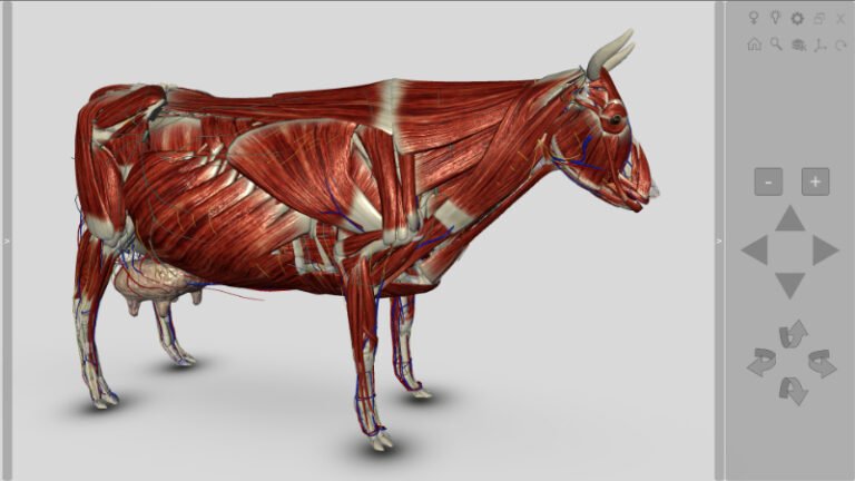 3d bovine anatomy free download