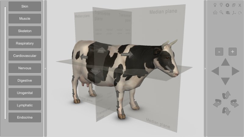 cow anatomy