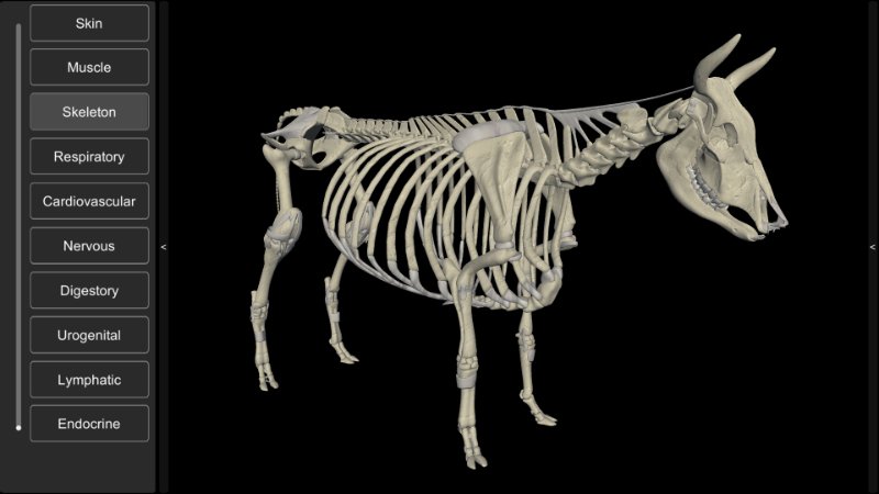 3D Bovine Anatomy Biosphera