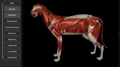 3D Cat Anatomy - Biosphera