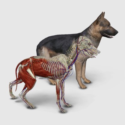 3d dog anatomy software