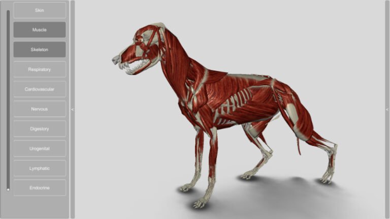 3D Dog Anatomy - Biosphera