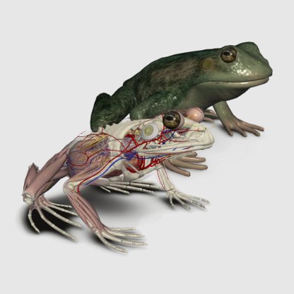 3d frog anatomy software