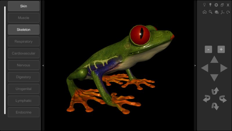 3D frog skeleton
