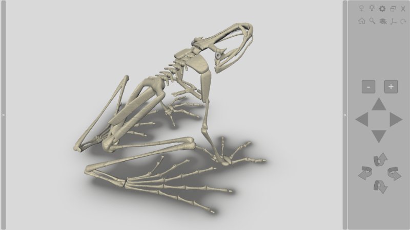 3d frog skeleton