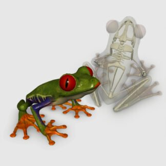 3d frog skeleton software