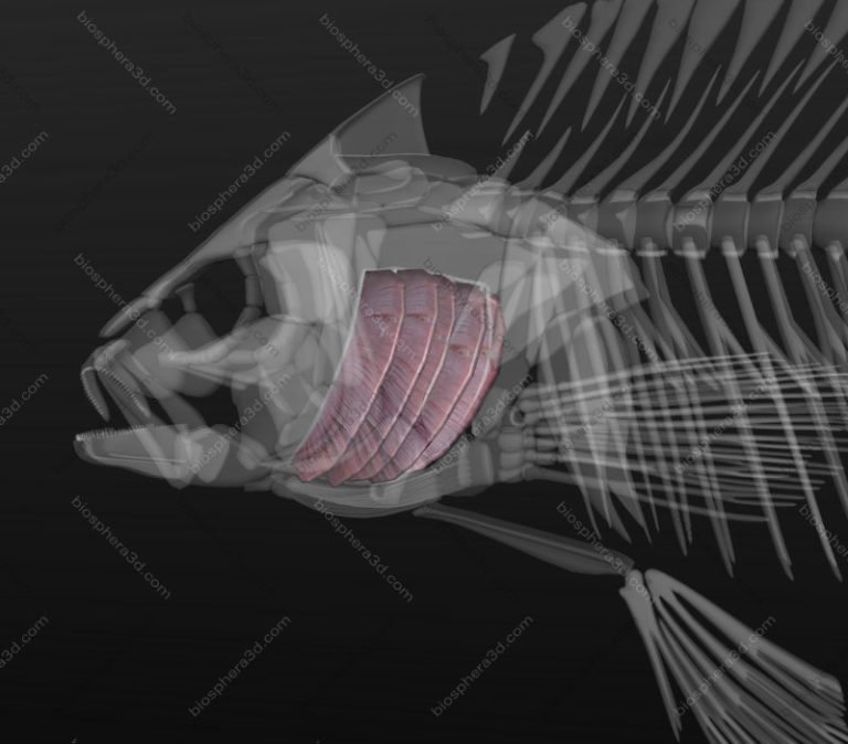 Image gallery: 3D Fish Anatomy software - Biosphera