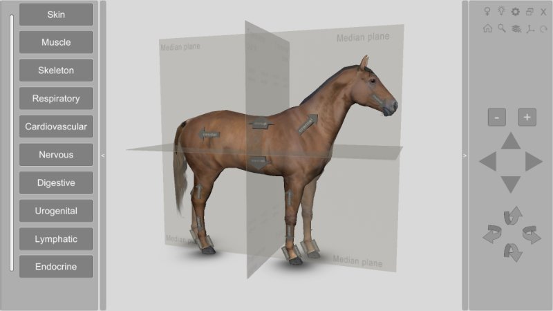 Anatomical Terms for Equine (Horse) Diagram