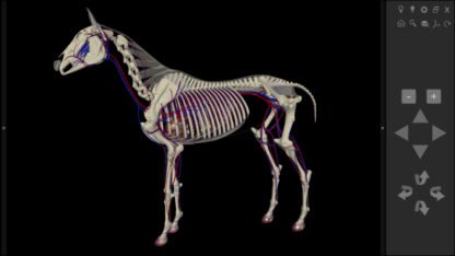 3d horse anatomy software torrent
