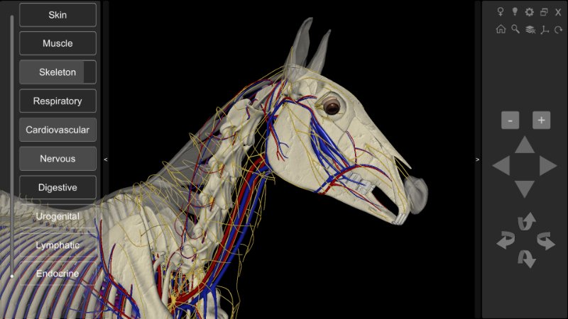 horse head anatomy