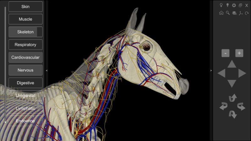 suprascapular nerve horse