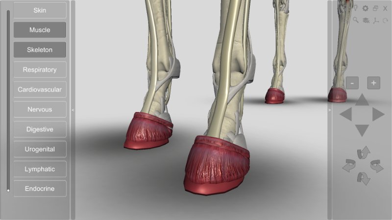 horse hoof anatomy