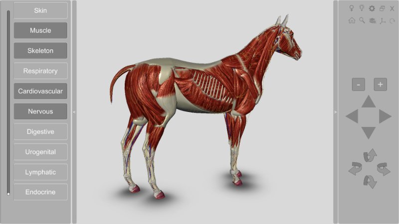 horse muscles anatomy