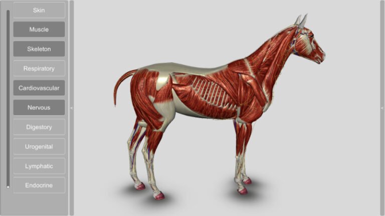 3D Horse Anatomy - Biosphera