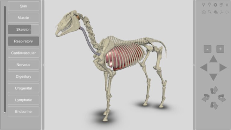 3d horse anatomy software free download for pc