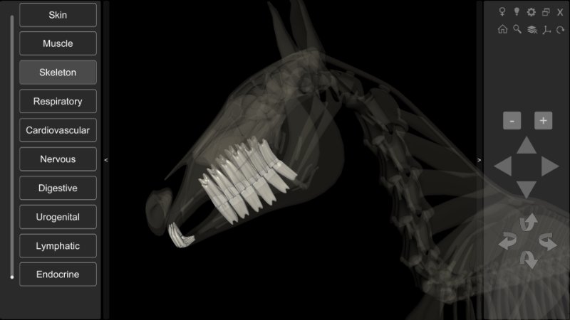 horse teeth anatomy