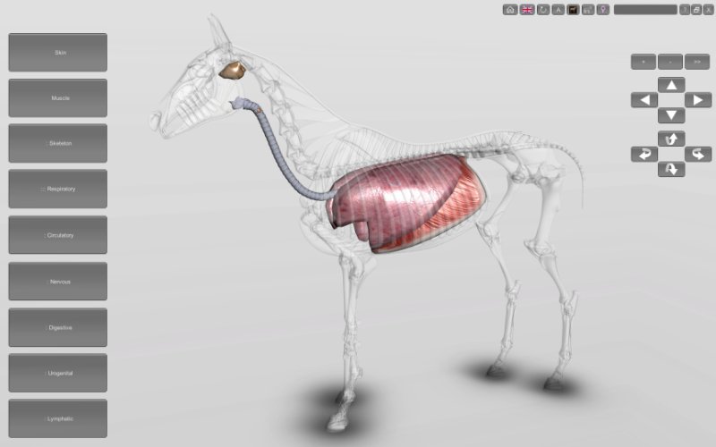 3d horse anatomy software torrent