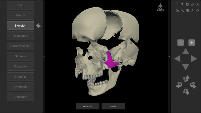 human skull anatomy