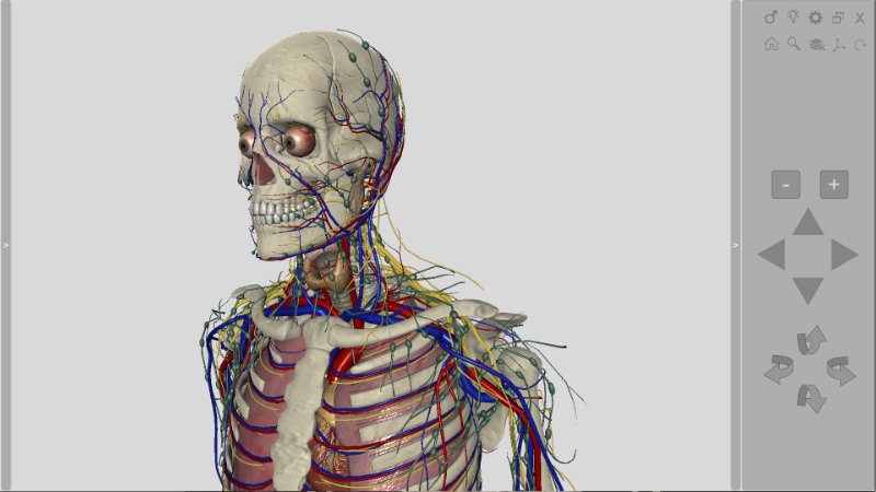 3D Human Anatomy Introduction Software